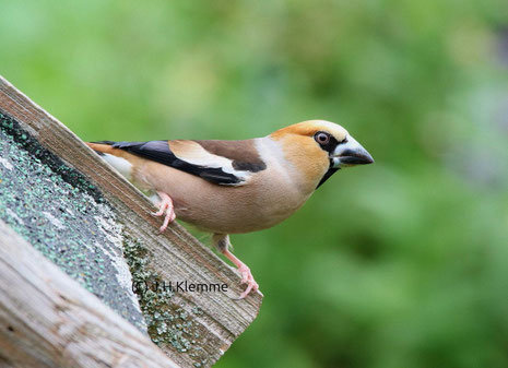Kernbeißer (Coccothraustes coccothraustes). Adultes Männchen (Prachtkleid) [Juni]