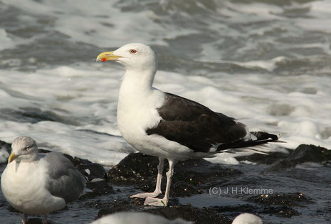 Mantelmöwe (Larus marinus) Adulter Vogel (vorne links eine Silbermöwe). Küste bei Westkapelle, NL [September]