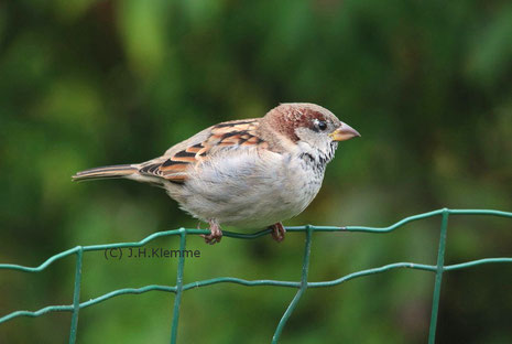 Haussperling (Passer domesticus). Männchen im Schlichtkleid [Oktober]