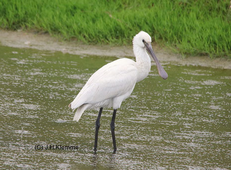 Löffler (Platalea leucorodia) Halberwachsener Jungvogel, kenntlich an seinem rötlich-dunkelgrauen Schnabel [September]