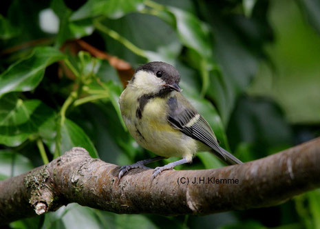 Kohlmeise (Parus major). Noch nicht ganz selbständiger Jungvogel [Juli]