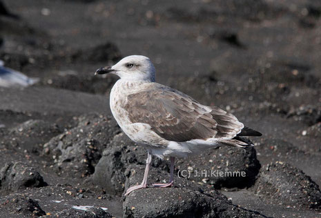 Heringsmöwe (Larus fuscus). Jüngerer Vogel, wahrscheinlich im zweiten Jahr.  Küste bei Westkapelle, NL [September]