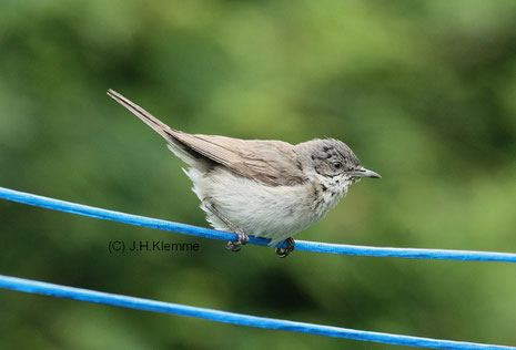 Klappergrasmücke (Sylvia curruca) adulter Vogel [Juni]. Das Nest befand sich in unmittelbarer Nähe einer Wäschespinne. Die Altvögel benutzten die Wäscheleinen für einen kurzen Zwischenstopp beim Anflug auf das Nest.