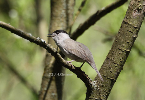 Mönchsgrasmücke (Sylvia atricapilla) Singendes Männchen [April]