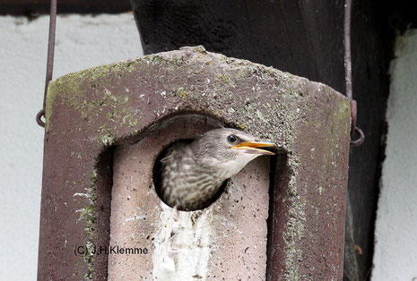 Star (Sturnus vulgaris) Jungvogel kurz vor dem Ausfliegen [Juni]