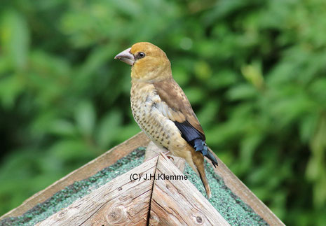 Kernbeißer (Coccothraustes coccothraustes). Selbständiger Jungvogel [Mitte Juni]