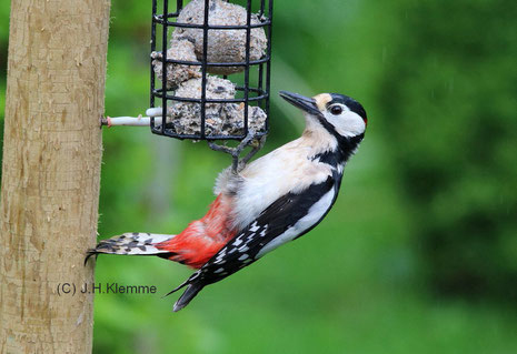 Buntspecht (Dendrocopos major). Männchen. Der rote Fleck am Hinterkopf ist aufgrund der Kopfhaltung fast nicht zu erkennen [Mai]
