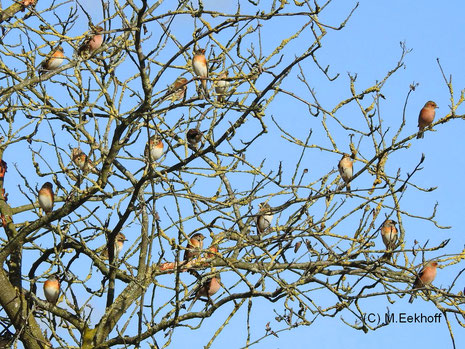 Gruppe von Bergfinken (Fringilla montifringilla) und Buchfinken (Fringilla coelebs) in der Nähe vom Dümmer See, NS [Februar] 