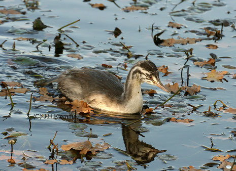 Haubentaucher (Podiceps cristatus) Weitgehend selbst. Jungvogel. Rodder Maar, RLP [Oktober]