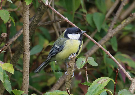 Kohlmeise (Parus major). Weibchen, evtl. ein diesjähriges, also eines im ersten Lebensjahr [Foto im November]