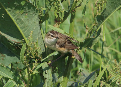 Schilfrohrsänger (Acrocephalus schoenobaenus) Adulter Vogel in der Nähe vom Dümmer See, NS [Juni]