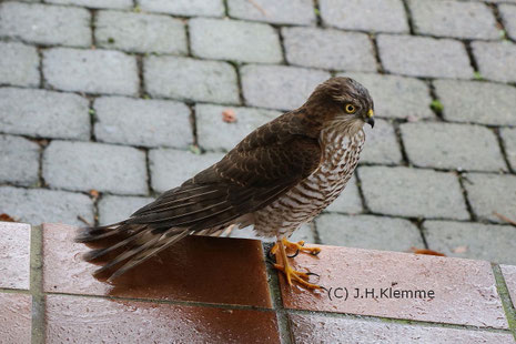 Sperber (Accipiter nisus) Selbständiger Jungvogel  [November]