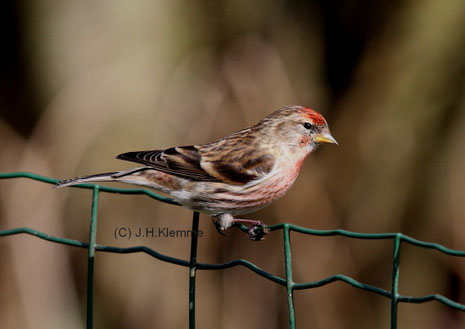 Alpenbirkenzeisig (Carduelis flammea cabaret). Adultes Männchen [März]