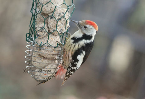 Mittelspecht (Dendrocopos medius) Weibchen [Januar]