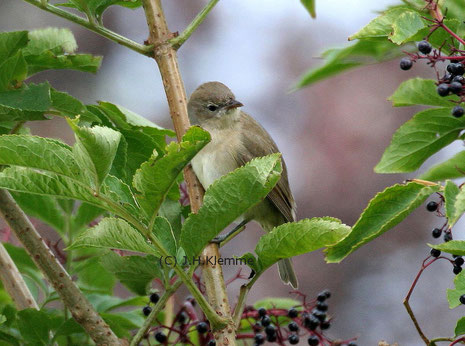 Gartengrasmücke (Sylvia borin). Adulter Vogel [August]