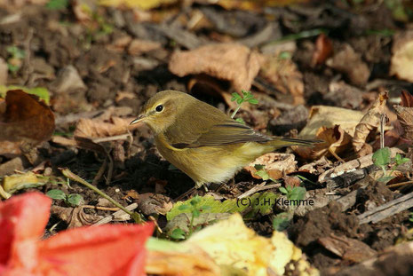 Zilpzalp (Phylloscopus collybita). Sehr wahrscheinlich ein diesjähriger Vogel [Oktober]. Man beachte die im Vergleich mit einem Altvogel viel kräftigere  Gelbfärbung der Unterseite.