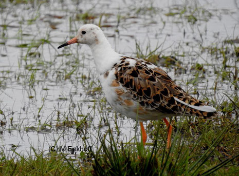 Kampläufer (Philomachus pugnax) Männchen im Prachtkleid (weiße Morphe). Ochsenmoor südlich vom Dümmer See, NS [April]