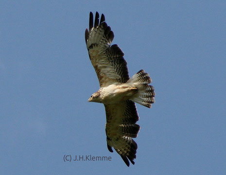 Mäusebussard (Buteo buteo). Adulter Vogel im Flug. Nähe Laacher See, RLP [März]