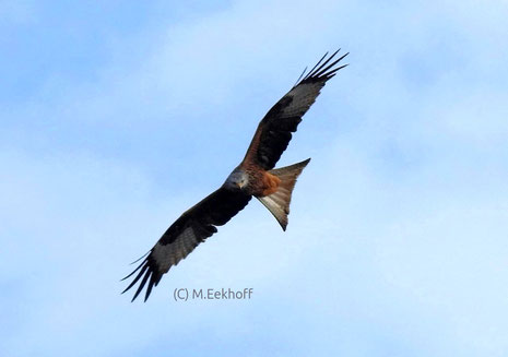 Rotmilan (Milvus milvus) Adulter Vogel im Flug. Nähe Rheinbach, NRW [März]