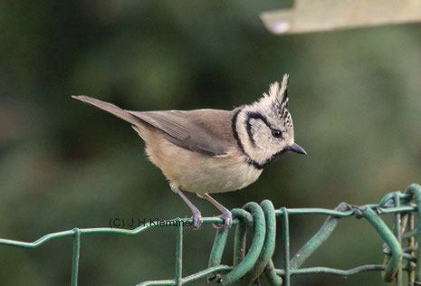 Haubenmeise (Lophophanes [Parus] cristatus). Adulter Vogel beim Anflug zu einer Futterstelle [November] 