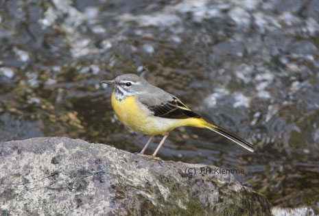 Gebirgsstelze (Motacilla cinerea) Weibchen (evtl. junges Männchen) [Juni]