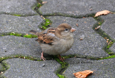 Haussperling (Passer domesticus). Weibchen [Oktober]