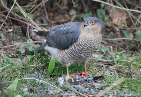 Sperber (Accipiter nisus) Männchen bei der Rupfung eines Beutevogels [April]