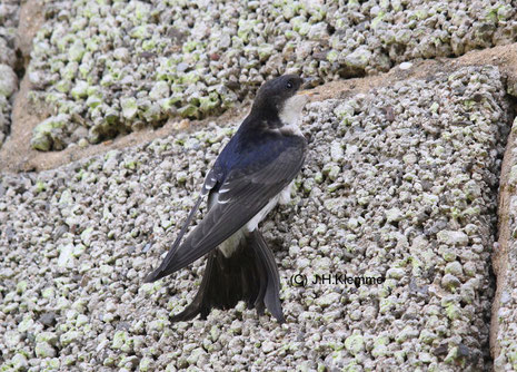 Mehlschwalbe (Delichon urbicum) Adulter Vogel [Juli]