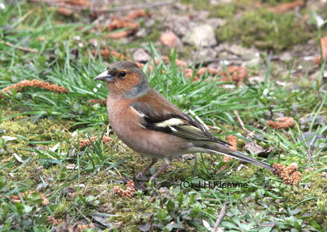 Buchfink (Fringilla coelebs). Adultes Männchen im farblich noch recht  blassen Übergangskleid [Februar]