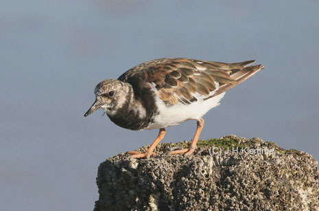 Steinwälzer (Arenaria interpres). Adulter Vogel im Übergangskleid. Küste bei Zoutelande, NL [September]