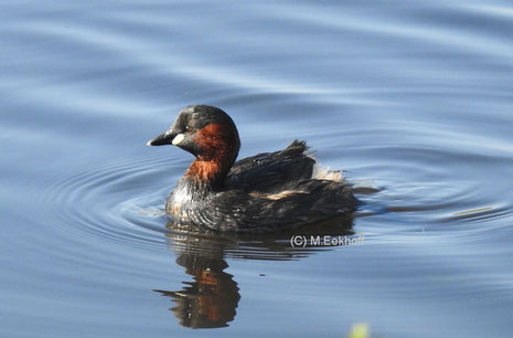 Zwergtaucher (Tachybaptus ruficollis) Adulter Vogel auf einem Weiher in der Nähe vom Dümmer See [April]