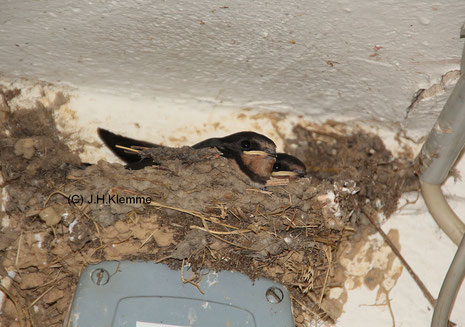 Rauchschwalbe (Hirundo rustica) Jungvögel im Nest [August]