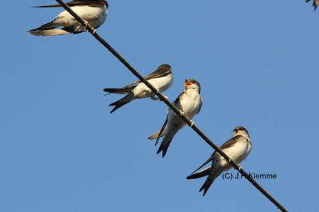 Mehlschwalbe (Delichon urbicum) Selbständige Jungvögel auf Stromleitung [Juli]