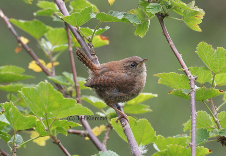 Zaunkönig (Troglodytes troglodytes) Wahrscheinlich ein halberwachsener Vogel im ersten Jahr [September]