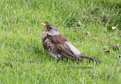 Wacholderdrossel (Turdus pilaris). Weitgehend selbständiger Jungvogel [Juni] 