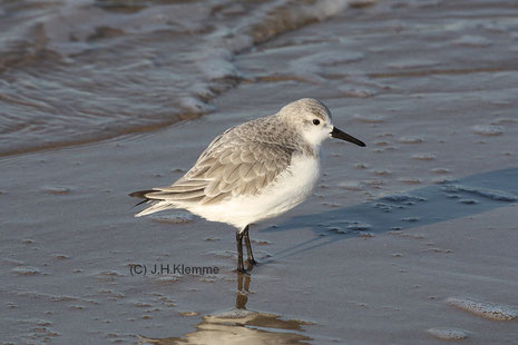 Sanderling (Calidris alba). Adulter Vogel (Schlichtkleid). Küste bei Zoutelande, NL [Januar]