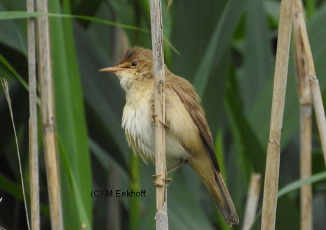 Teichrohrsänger (Acrocephalus scirpaceus) Adulter Vogel [Juni]