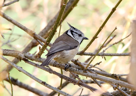 Haubenmeise (Parus [Lophophanes] cristatus) Adulter Vogel [März]