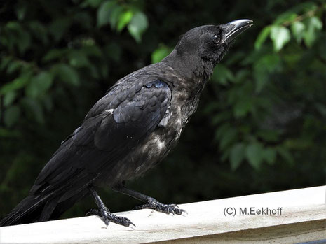 36+ Corvus Corone Corvix Pics
