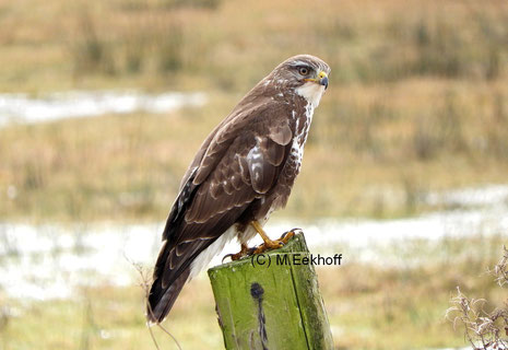 Mäusebussard (Buteo buteo) Adulter Vogel [März]