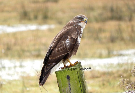Mäusebussard (Buteo buteo) Adulter Vogel [März]