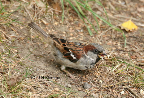 Haussperling (Passer domesticus) Männchen [August]