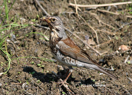 Wacholderdrossel (Turdus pilaris) Futter tragender Altvogel [Juni] 