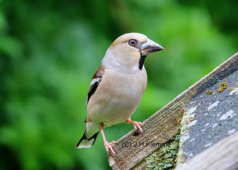 Kernbeißer (Coccothraustes coccothraustes). Adultes Weibchen [Juni]
