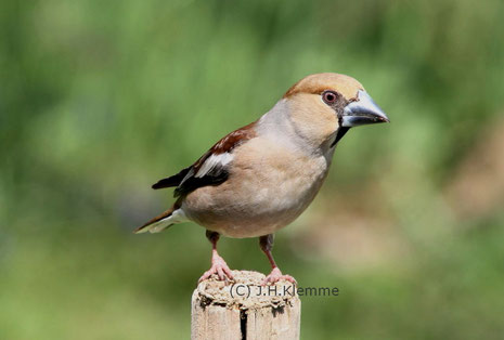 Kernbeißer (Coccothraustes coccothraustes). Adultes Weibchen [April]