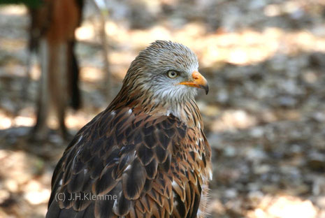 Rotmilan (Milvus milvus) Adulter Vogel in einer Greifvogelstation [Mai]