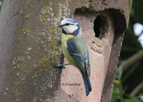 Blaumeise (Cyanistes caeruleus). Adult, sehr wahrscheinlich ein Männchen [März]