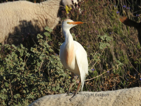 Kuhreiher (Bubulcus ibis). Adulter Vogel (Übergangskleid) auf dem Rücken eines Schafes. Viehweide  bei Almeria, S-Spanien [Februar]