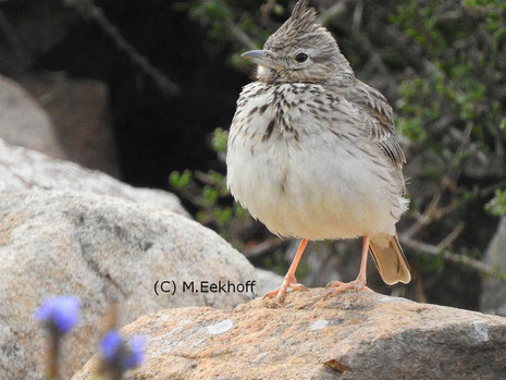 Theklalerche (Galerida theklae). Adulter Vogel. Nähe Almeria, S-Spanien [Februar]