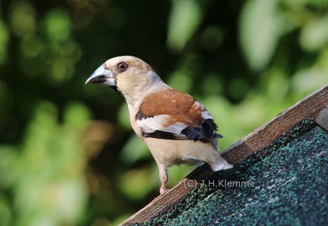 Erlenzeisig (Carduelis spinus). In D lokal regelmäßiger Brutvogel und generell häufiger Durchzügler & Wintergast. Auf dem Foto ein adultes Männchen im Prachtkleid [März]    